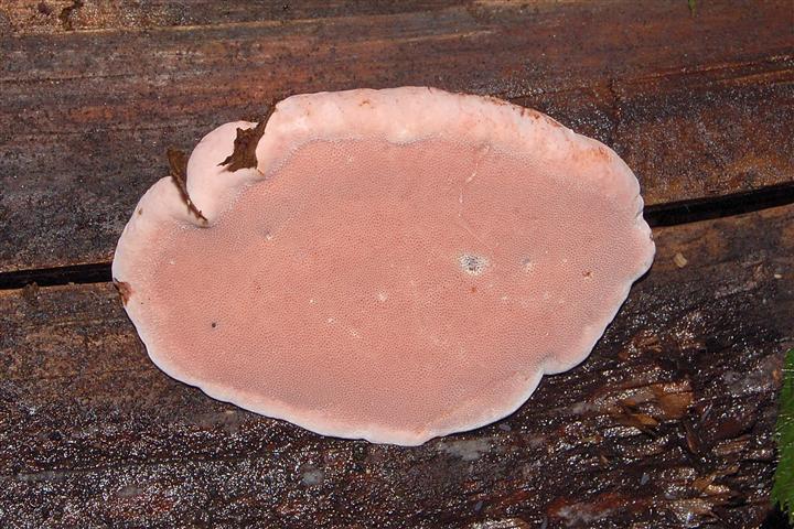 Fomitopsis rosea